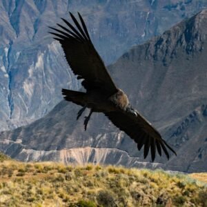 Colca Full day